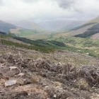 MGH Forestry perthshire site with new tree planting in foreground and mature woodland and hills in the background