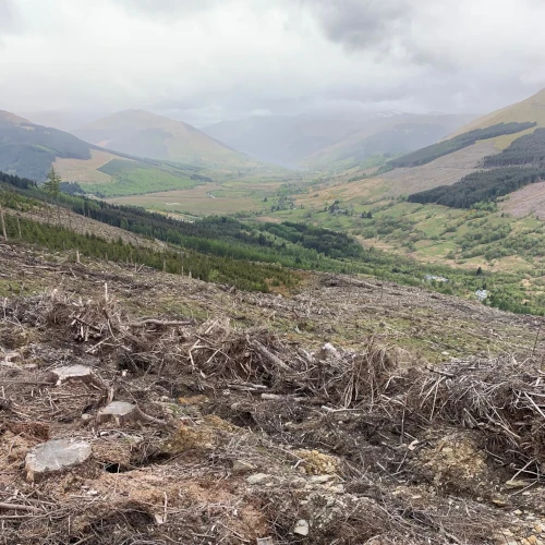 MGH Forestry perthshire site with new tree planting in foreground and mature woodland and hills in the background