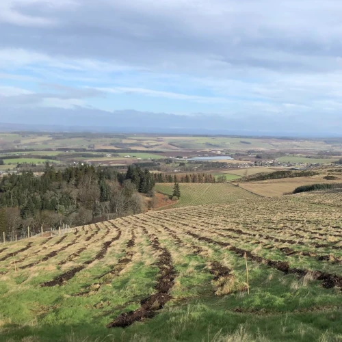 Newly created woodland above a valley of fields in central scotland