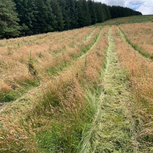 Newly planted sitka spruce saplings in rows in a field with mature trees in the distance