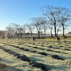 MGH Forestry woodland creation, tree planters at dawn with lines of tree mounds