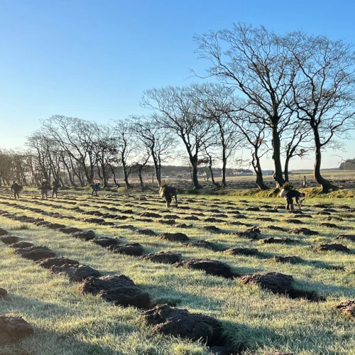 MGH Forestry tree planters creating a new woodland under blue skies